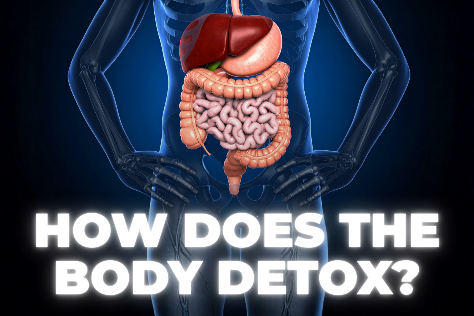 X-ray version of liver and gut with how does the body detox wording