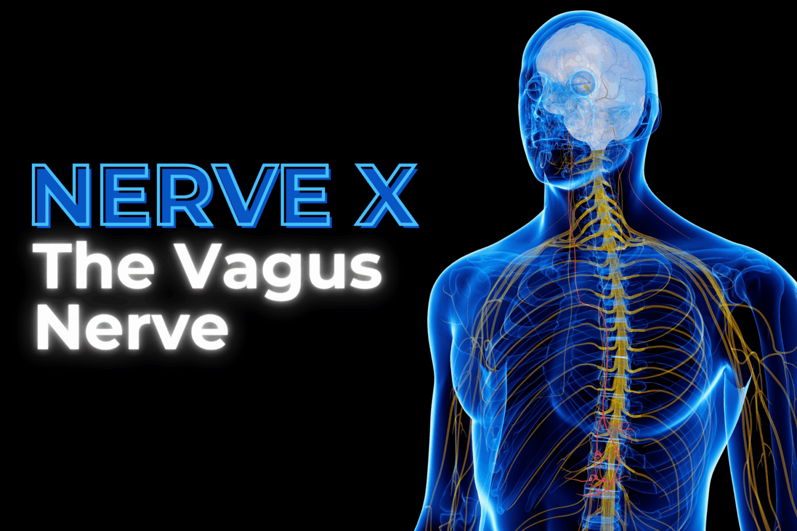 3d rendered medically accurate illustration of the Vagus Nerve