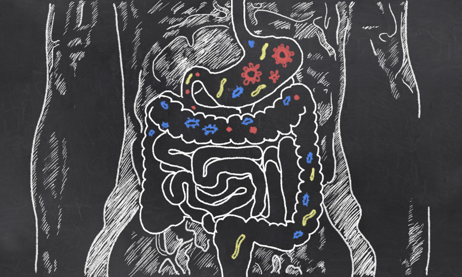 Intestines Sketch With Guts Bacteria Intestines with Gut Bacteria illustrated on Blackboard, representing microbiome