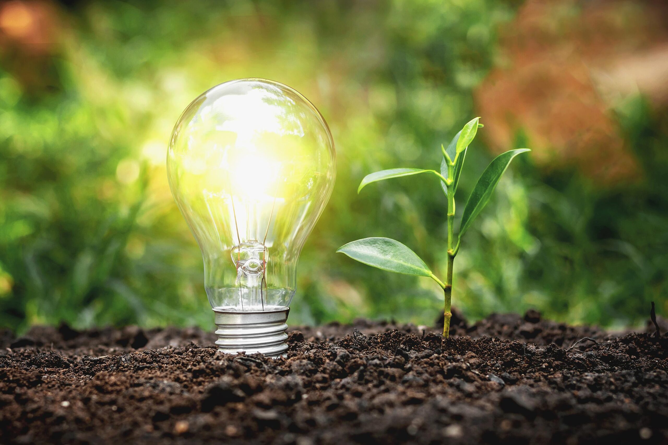 A lightbulb in the ground next to a plant for how mitochondria produce energy