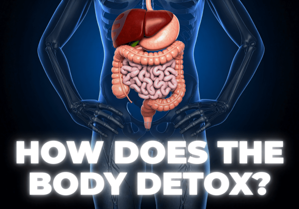 X-ray version of liver and gut with how does the body detox wording