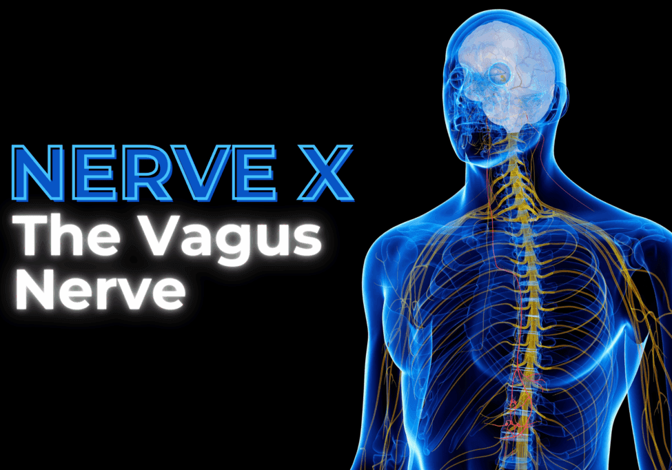 PPV Blog Vagus Nerve (2) 3d rendered medically accurate illustration of the Vagus Nerve