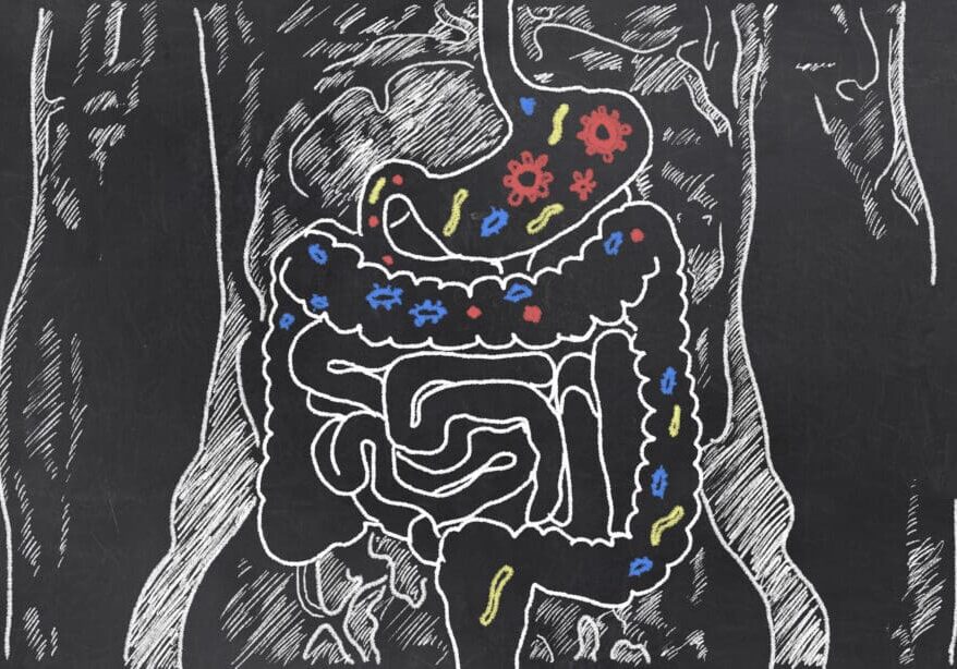 Intestines with Gut Bacteria illustrated on Blackboard, representing microbiome