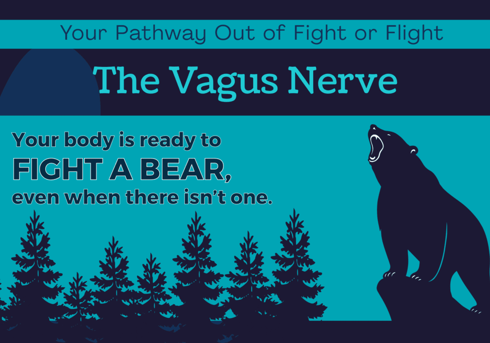 A bear in a forest, ready to attack, signifying your body stuck in fight or flight.